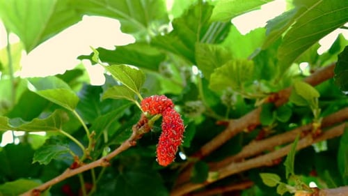 Jugosas moras rojas orgánicas en una vibrante rama verde