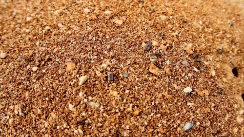 Des fourmis marchant sur la terre, pénétrant dans des trous, prenant des photos avec un objectif large.