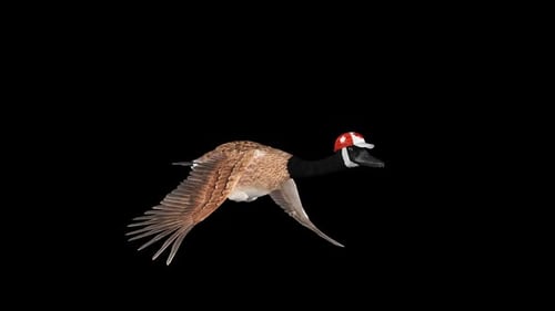 Canada Goose in National Flag Cap - Flying Loop - Aerial Front Side Angle Close Up - Alpha Channel
