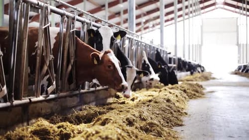 Agriculture Industry, Farming and Animal Husbandry Concept - Herd of Cows Eating