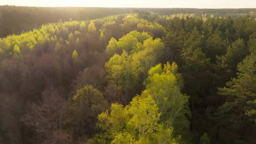 Bottom Green Forest Plants Flower Nature View Tree Park Morning