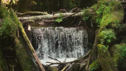 Forest River with Steep Cascade and Dam of Fallen Trees