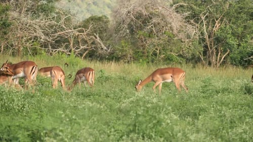 Group of female impalas grazing in a grassy meadow.