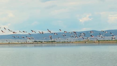 Wide Slow Motion Shot Of Flock Of Flamingos Flying Away Over The Lake On A Sunny Day