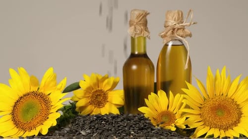 Sunflower flower and seeds for the manufacture of oil