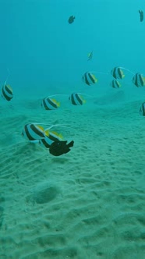 School of Bannerfish and other fish species swim in water over sand seabed