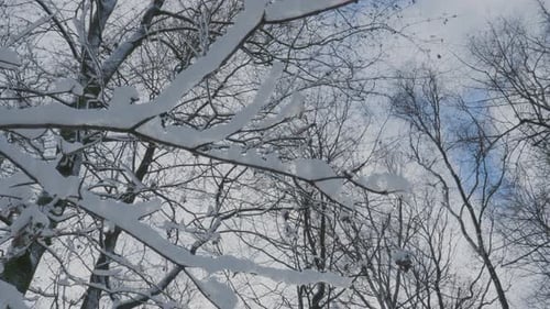 Tree Branches Covered By Winter Snow In A Park. - Low-Angle Shot