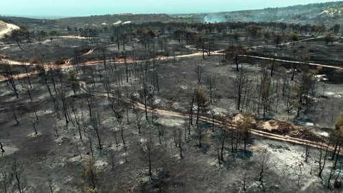 Images filmées par Drone d'un incendie de forêt détruisant des arbres