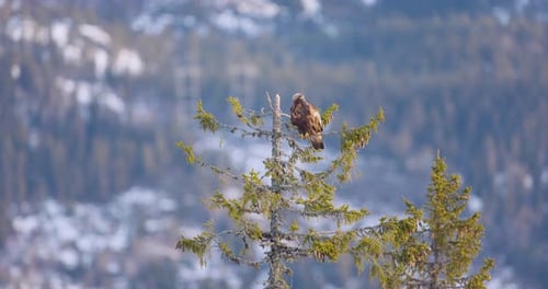 Golden Eagle Perched on a Tree in Scenic Winter Landscape of Telemark Fjords Norway