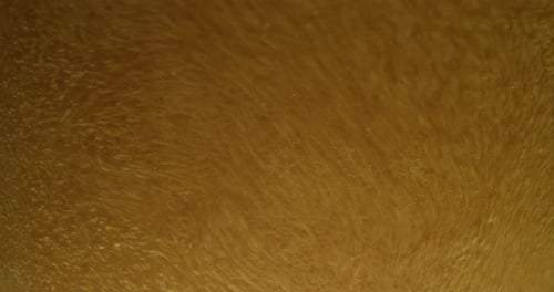 Close up of some beer in a glass with a nice white foam on a black background. Concept: food and d