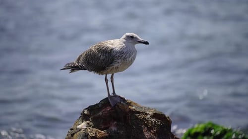 seagull flies again to rest on the rocks and hunt