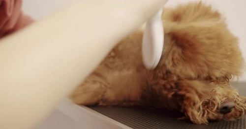 Pet in grooming salon.