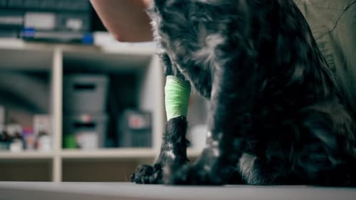 Closeup in a Veterinary Clinic the Doctor Holds Bandaged Paw of a Black Spaniel