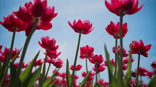 Tulip Field From Ground Level Bright Red Blossoms Facing Sunlight