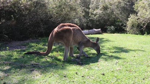 Wildes Känguru, das Gras frisst, ein sonniger Tag im Nationalpark. Nahaufnahme eines Erwachsenen in voller Größe
