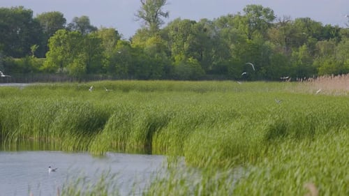 Many river gulls hunt fish in lakes, rivers, and canals. Seagulls fly over the water.