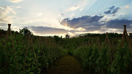 Feld der Grünpflanzen Ein Generalplan Natur Landwirtschaft. Ökologischer Landbau