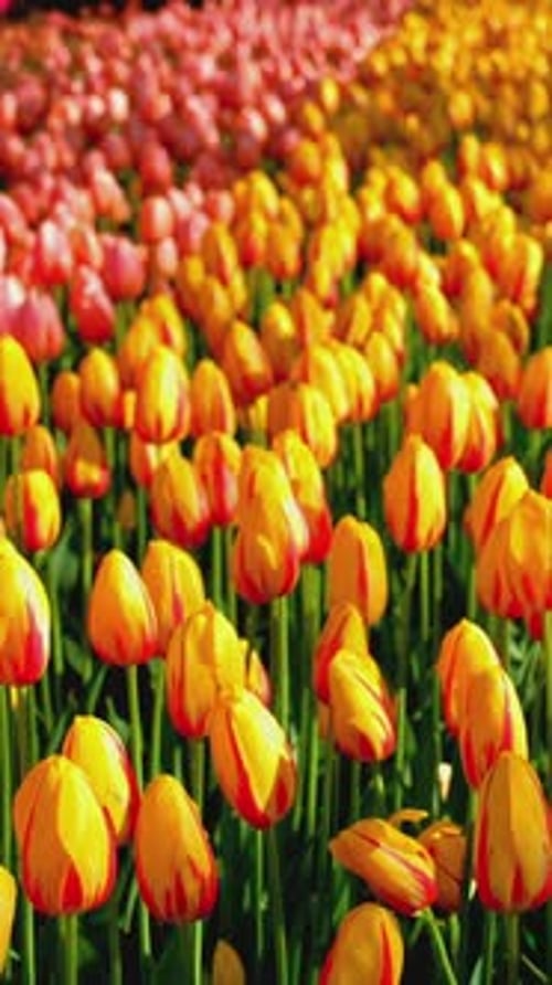 Blooming Tulips in Keukenhof Flower Garden Lisse the Netherlands