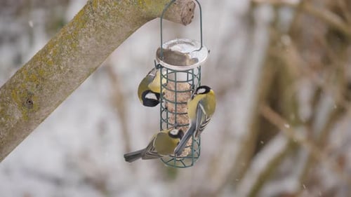 Group of great tits eat fat balls in snow.