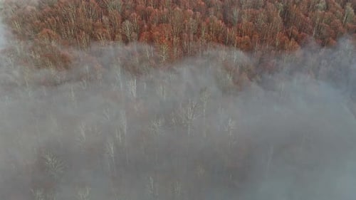 Mountain forest covered with mist. Fog in the forest. Aerial view with the forest in the mountains