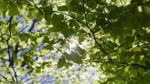 Sonnenlicht, das im Frühling durch leuchtend grüne Blätter in einer ruhigen Waldumgebung gefiltert wird