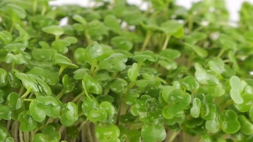 Water Being Sprayed on Fresh Green Sprouts