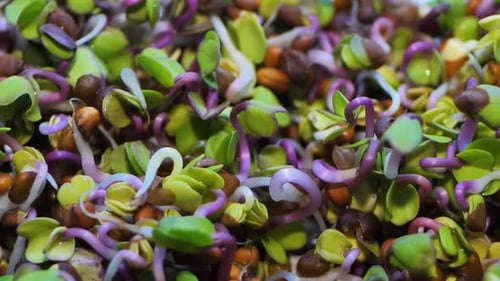 Macro Shot of Fresh and Vibrant Microgreens