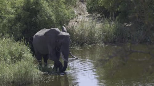 African elephant (Loxodonta africana) eating grasses in a river using foot.