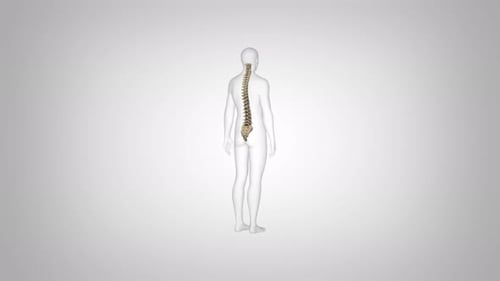 3D Animation of Human Spine Rotating in Healthcare Style