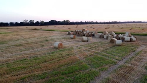 Many Bales in Form of Rolls Wheat Straw After Wheat Harvest Scattered on Field