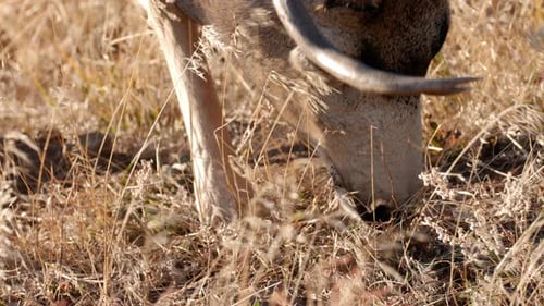 A herd of deer grazing in the Rocky Mountain National Park