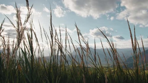 Green Grass Reeds Blowing in the Wind