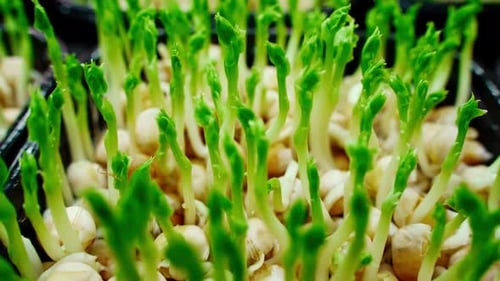 Fresh Pea Microgreens Growing Indoors