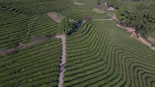 Korea, Boseong, green tea field foreground