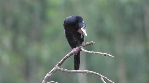 Kormoran UHF mp4 4k.