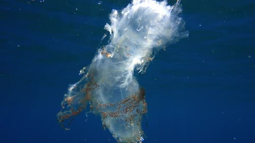 Diamond Squid Egg Mass Remnants Drifting in Open Ocean