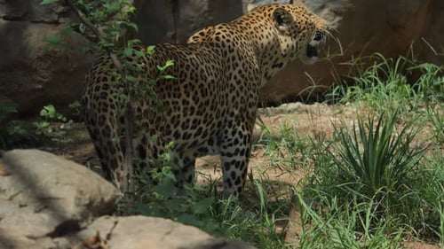 Afrikanischer Leopard läuft durch hohes Gras in Südafrikas wunderschöner Wildnis