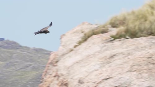 An enormous Andean Condor shows its wingspan while flying close to a tourist in the mountains of San
