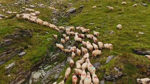 Lovely white sheep with black muzzles wandering by the slopes of the mountain.