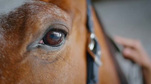 Caballo marrón cepillando melena de un propietario desconocido en un potrero, primer plano, animal de pie