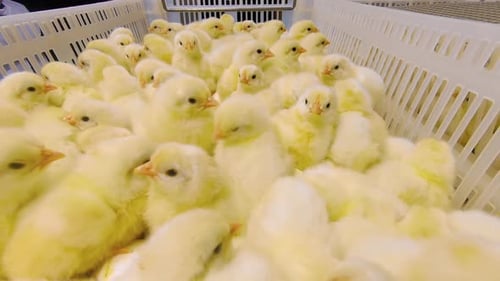 Newborn chickens after hatching stand in a container on their eggs. Chickens in a shipping container