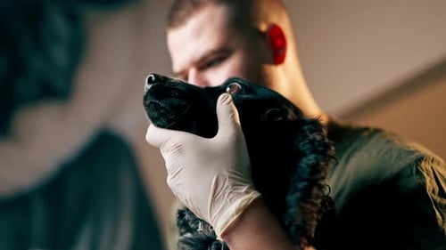 Close Up in a Veterinary Clinic a Veterinarian Doctor Holds a Black Spaniel By the Muzzle