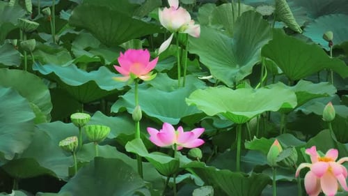 Vibrant Water Lilies in Full Bloom on Pond