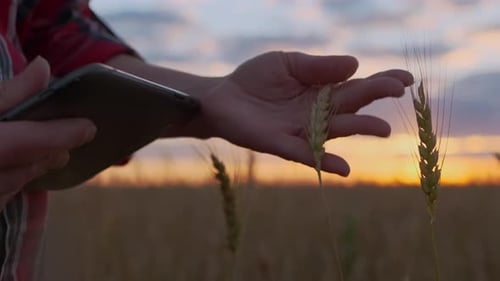 farmer woman's hand touching ear of wheat evaluating grain harvest in field on background of sunset