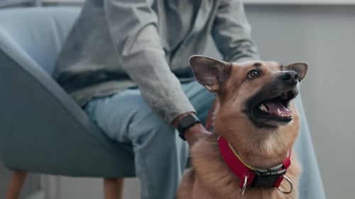 Dog Being Petted Indoors in Natural Light