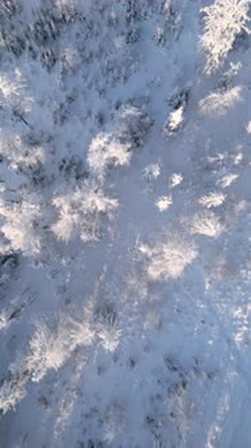 Top View of Beautiful Frosty Trees in a Frozen Winter Forest on a Sunny Day
