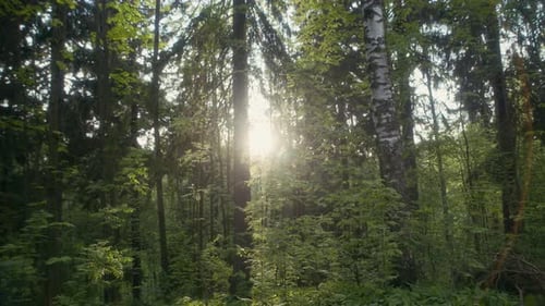 Sun Shining Through Trees in Forest