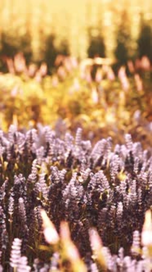 Blooming Lavender Field Under the Colors of the Summer Sunset
