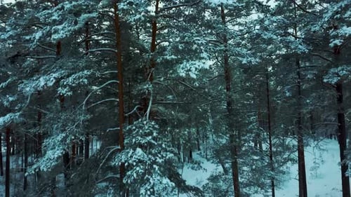 Aerial View Snow Covered Trees and Snowy Forest, on a Dark, Cloudy, Winter Day. Flight Above Winter