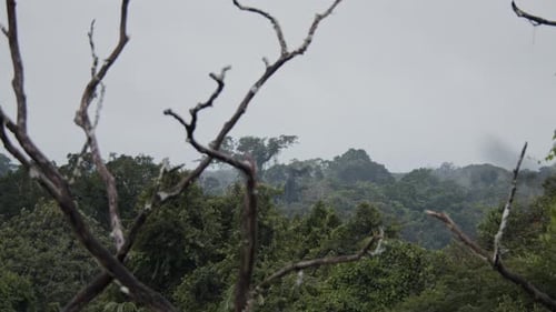 Panoramic slow-motion shot of a misty day over rainforest's canopy in amazon forest